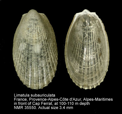 Limatula subauriculata.jpg - Limatula subauriculata(Montagu,1808)